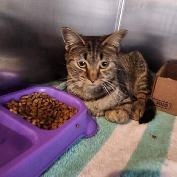 Rescue Domestic Short Hair Cats for Adoption in Rocky Mount, Virginia - Giggle | PetCurious