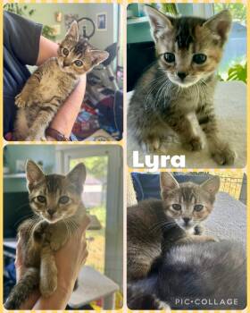 Lyra -  Domestic Short Hair Cat for Adoption in Newberg, Oregon - Lyra | PetCurious