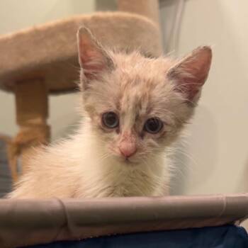 Sprout -  Domestic Short Hair Cat for Adoption in Leander, Texas - Sprout | PetCurious
