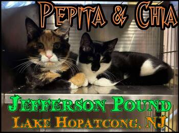 Rescue Domestic Short Hair Cats for Adoption in Jefferson, New Jersey - Pepita & Chia - Cute Sisters | PetCurious