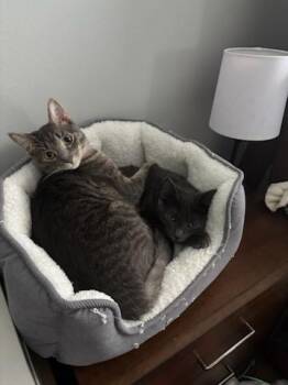 Stormy -  Domestic Short Hair Cat for Adoption in Chicago, Illinois - Stormy | PetCurious