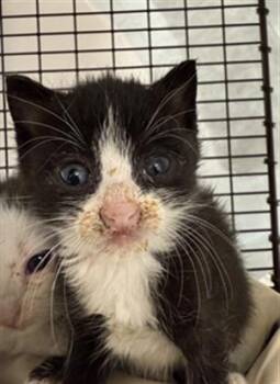 Rescue Domestic Short Hair Cats for Adoption in Fort Lauderdale, Florida - A2445308 | PetCurious