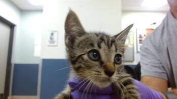 CANDY -  Domestic Short Hair Cat for Adoption in Doral, Florida - CANDY | PetCurious