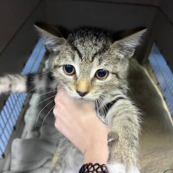 Magpie (dark pink) -  Domestic Short Hair Cat for Adoption in Greensboro, North Carolina - Magpie (dark Pink) | PetCurious