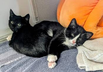 Zach and Matt -  Domestic Short Hair Cat for Adoption in Medfield, Massachusetts - Zach And Matt | PetCurious