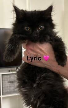 Rescue Maine Coon Cats for Adoption in Beckley, West Virginia - Lyric | PetCurious