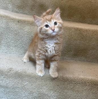 Smurfette -  Domestic Medium Hair Cat for Adoption in Kannapolis, North Carolina - Smurfette | PetCurious