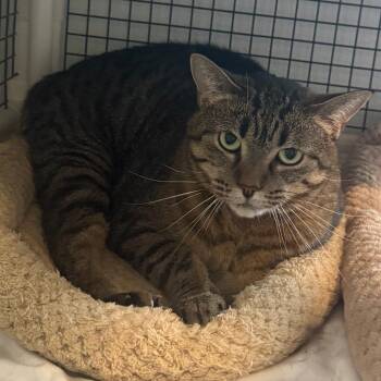 Mango -  Domestic Short Hair Cat Available for Adoption in Cedaredge, Colorado - Mango | PetCurious