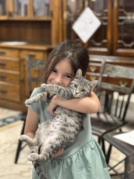 Domestic Short Hair Cats Available for Adoption in Tyrone, Pennsylvania - Minnie | PetCurious