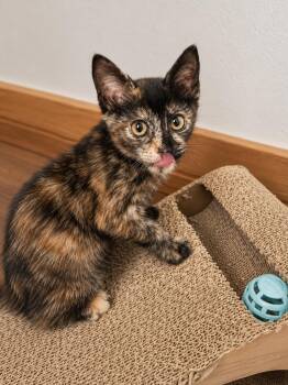 Cookie -  Domestic Short Hair Cat for Adoption in Rio Linda, California - Cookie | PetCurious