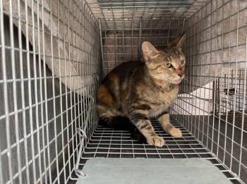 BELLA -  Domestic Short Hair Cat for Adoption in Ontario, California - BELLA | PetCurious
