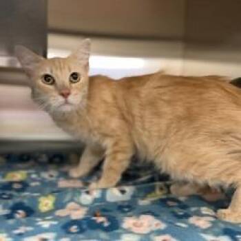 Cat (1) 07/19/2026 -  Domestic Medium Hair and Domestic Short Hair Cat for Adoption in Bullhead City, Arizona - Cat (1) 07/19/2026 | PetCurious