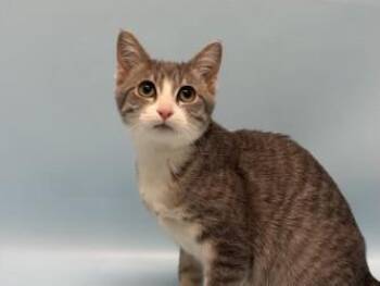 Paloma -  Domestic Short Hair Cat for Adoption in Minneapolis, Minnesota - Paloma | PetCurious