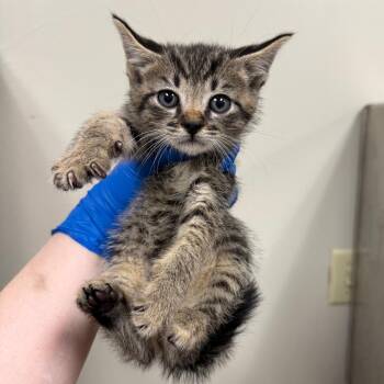 Bingsu -  Domestic Short Hair Cat for Adoption in Birmingham, Alabama - Bingsu | PetCurious