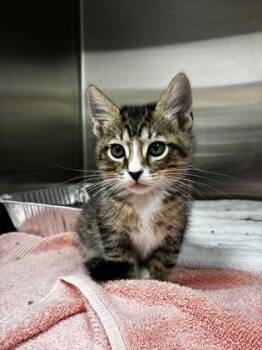 Domestic Short Hair Cats Available for Adoption in West Chester, Pennsylvania - South | PetCurious