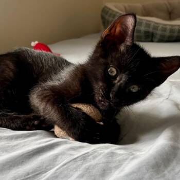 Jeremiah (bonded with Witherspoon) -  Domestic Short Hair Cat Available for Adoption - Jeremiah (bonded With Witherspoon) | PetCurious
