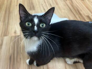 Crain -  Domestic Short Hair Cat for Adoption in Raleigh, North Carolina - Crain | PetCurious