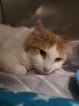 Domestic Short Hair Cats Available for Adoption - CLEMENT | PetCurious