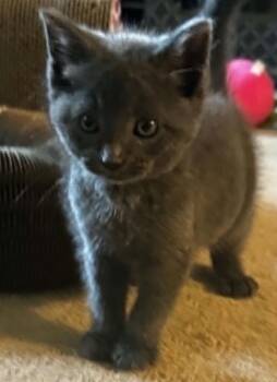 Winn Dixie -  Domestic Medium Hair Cat for Adoption in Warner Robins, Georgia - Winn Dixie | PetCurious