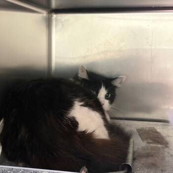 Frieda -  Domestic Medium Hair Cat for Adoption in Milton, Florida - Frieda | PetCurious