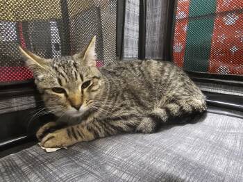 Tabby Cats Available for Adoption in Richmond, Virginia - Windsor  | PetCurious