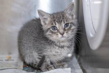 Domestic Short Hair Cats Available for Adoption in Charlotte, North Carolina - A1263490 | PetCurious