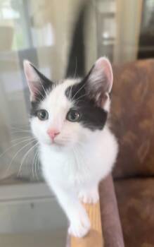 Mandie -  Domestic Short Hair Cat for Adoption in Saginaw, Michigan - Mandie | PetCurious