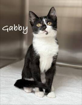 Gabby -  Domestic Short Hair Cat for Adoption in Pawleys Island, South Carolina - Gabby | PetCurious