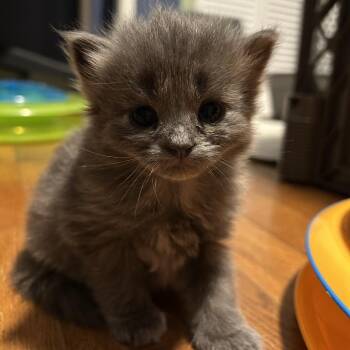 Chicha -  Domestic Short Hair Cat for Adoption in Waynesville, North Carolina - Chicha | PetCurious