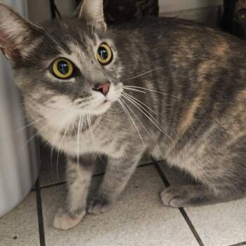 Redback Spider -  Domestic Medium Hair Cat for Adoption in Charleston, West Virginia - Redback Spider | PetCurious