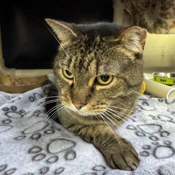 Domestic Short Hair Cats Available for Adoption - Rick Allen | PetCurious