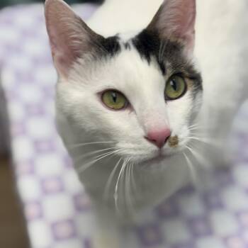 Haru -  Domestic Short Hair Cat for Adoption in Chesapeake, Virginia - Haru | PetCurious