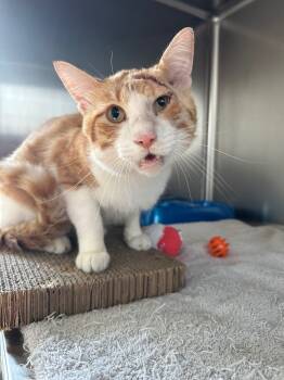 Rescue Domestic Short Hair Cats for Adoption in Lake City, Arkansas - Tupac | PetCurious