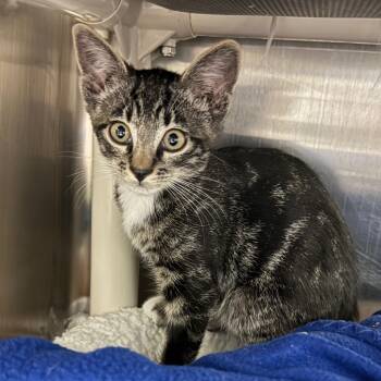 Rescue Domestic Short Hair Cats for Adoption in Las Vegas, Nevada - Barbados | PetCurious