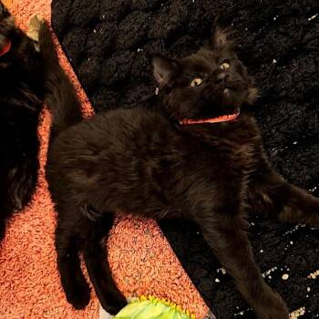 Mayberry -  Domestic Short Hair Cat for Adoption in Lakewood, Colorado - Mayberry | PetCurious
