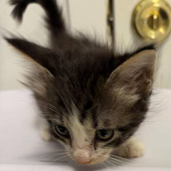 Tippy -  Domestic Short Hair Cat for Adoption in Floresville, Texas - Tippy | PetCurious