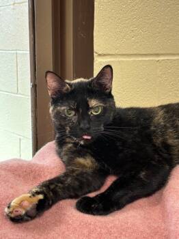 Rescue Tortoiseshell Cats for Adoption in Pueblo, Colorado - Tawny | PetCurious
