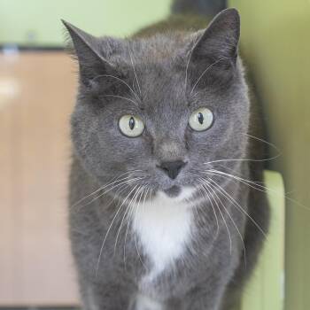Domestic Short Hair Cats Available for Adoption in Pontiac, Michigan - Princess Gary | PetCurious