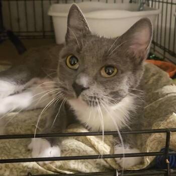 Bravo N. — Full of Love and Personality -  American Shorthair Cat for Adoption in New York, New York - Bravo N. — Full Of Love And Personality | PetCurious