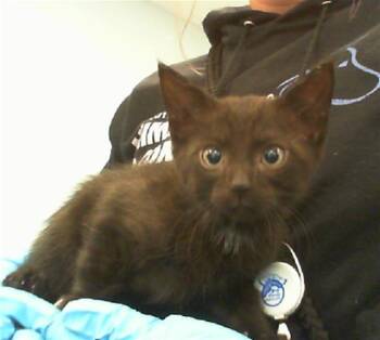 Domestic Short Hair Cats Available for Adoption - GHOST | PetCurious