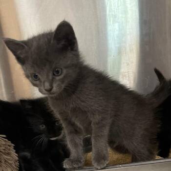 Honda -  Domestic Short Hair Cat for Adoption in Clearwater, Florida - Honda | PetCurious