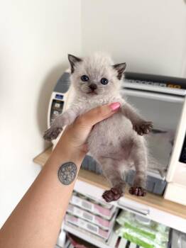Bob -  Domestic Short Hair Cat for Adoption in New York, New York - Bob | PetCurious