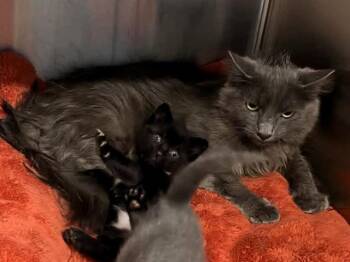 DONALD -  Domestic Short Hair Cat for Adoption in Tustin, California - DONALD | PetCurious