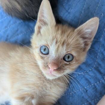 Monay Monay 13 -  Domestic Short Hair Cat for Adoption in Austin, Texas - Monay Monay 13 | PetCurious