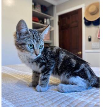 Chex -  Domestic Medium Hair Cat for Adoption in Long Beach, California - Chex | PetCurious