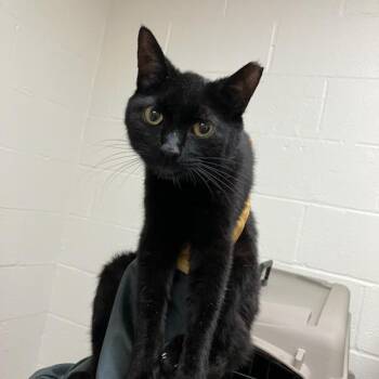 SVAS-Stray-38875 -  Domestic Short Hair Cat for Adoption in Lyndhurst, Virginia - SVAS-Stray-38875 | PetCurious