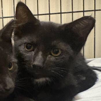 Poe -  Domestic Short Hair Cat for Adoption in Maple Shade, New Jersey - Poe | PetCurious
