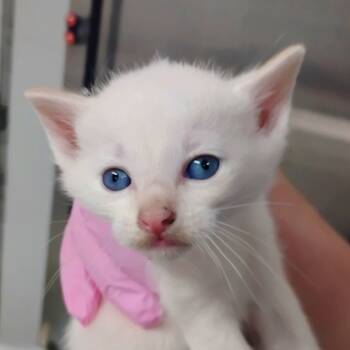 Rescue Domestic Short Hair Cats for Adoption in Morton Grove, Illinois - Teddy | PetCurious