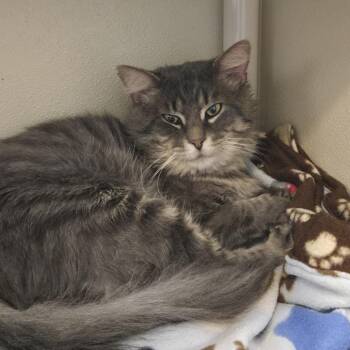 Jack 26-273 -  Domestic Long Hair Cat for Adoption in Tawas City, Michigan - Jack 26-273 | PetCurious