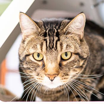 Rescue Domestic Short Hair Cats for Adoption in Des Moines, Iowa - Cooper | PetCurious